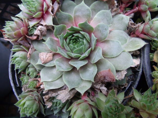 image for HOUSE LEEKS (SEMPERVIVUM) - Many available