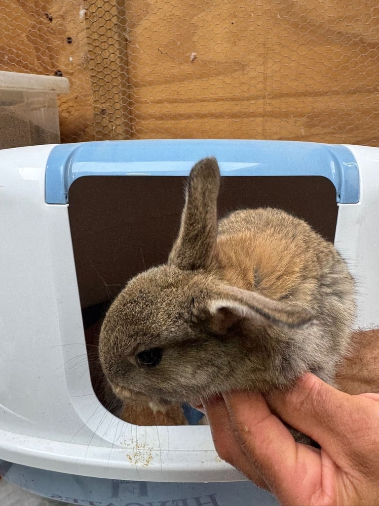Netherland dwarf bunnies