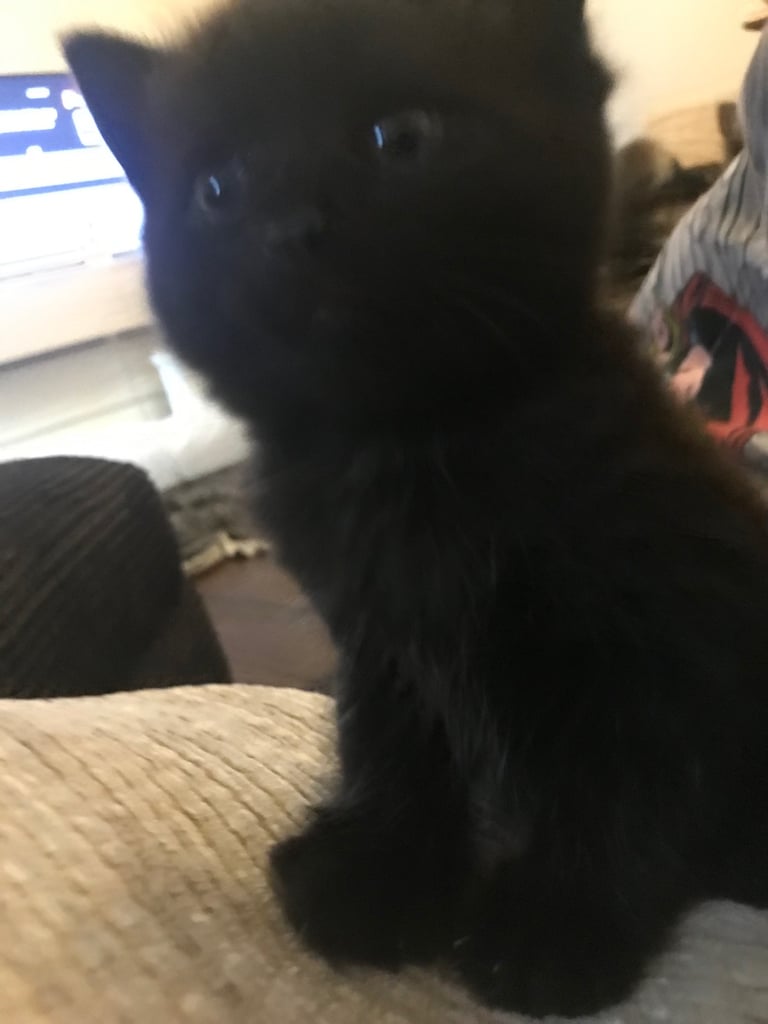 3 mixed breed kittens 