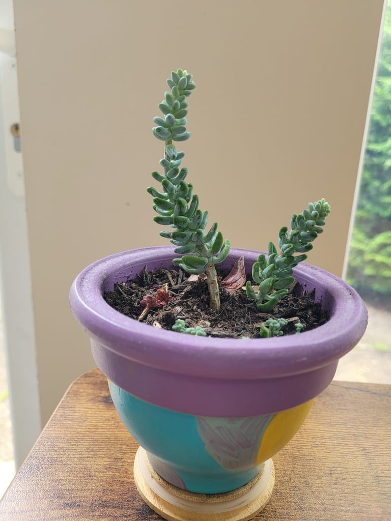 Succulent plant mini