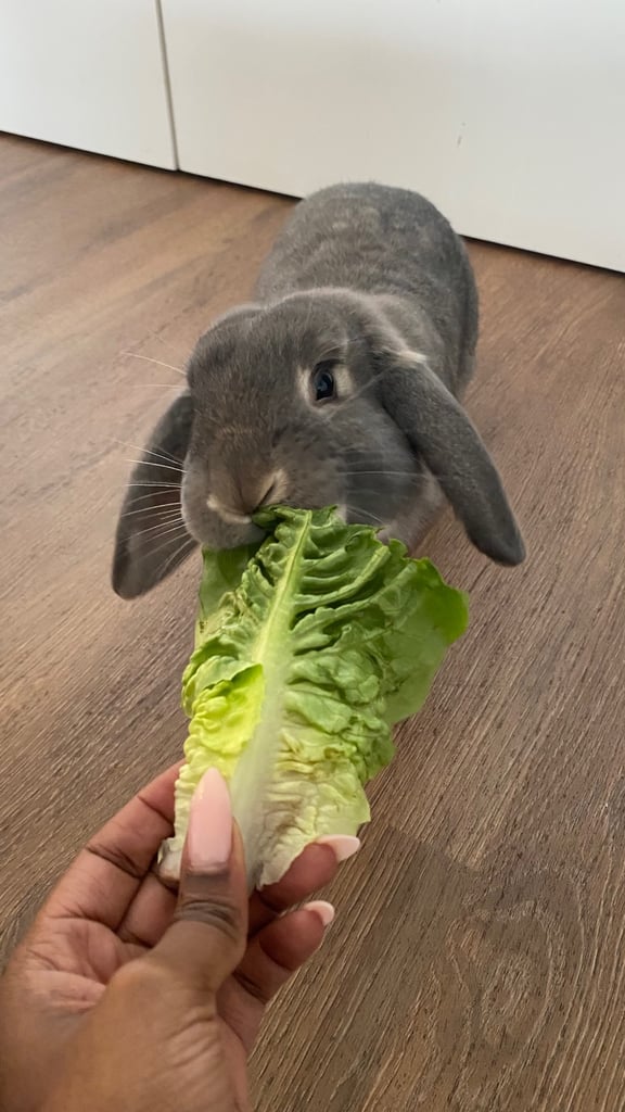 URGENT! Sweet Mini Lop Bunny Looking for a Loving Home 