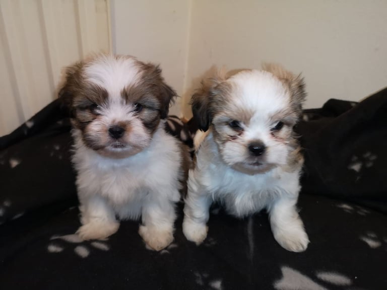 Shih Tzu puppies for sale.