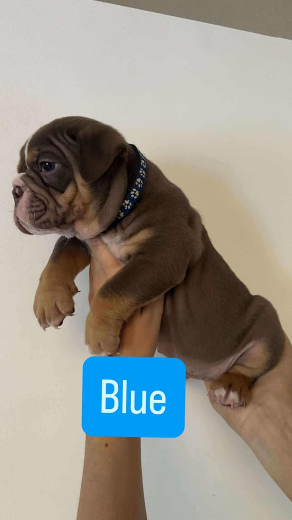 Stunning English Bulldog Puppies 
