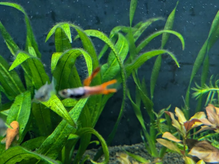 tropical fish, discus, red pleco, endlers guppies ,