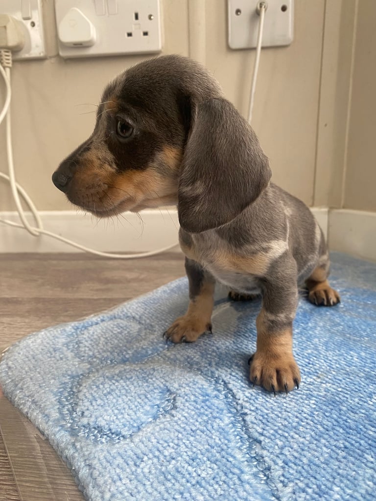 image for Dachshund puppies 