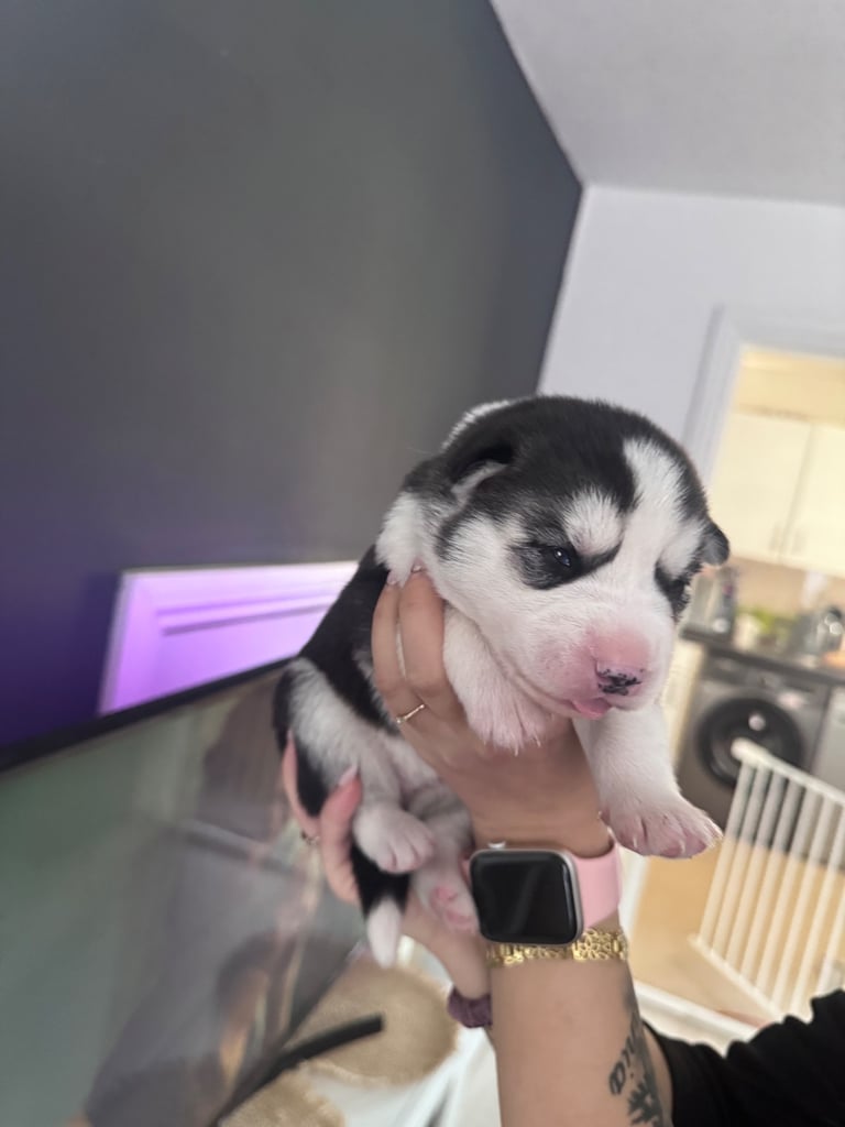 Husky Puppies