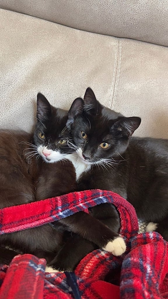 MIXED MALE KITTENS FOR SALE (Negotiable Price)