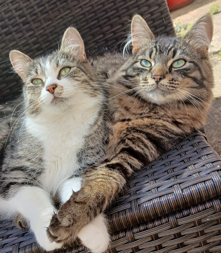 Adorable kittens for sale