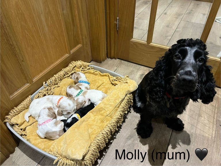 ✨ Show Cocker Spaniel Puppies For Sale ✨