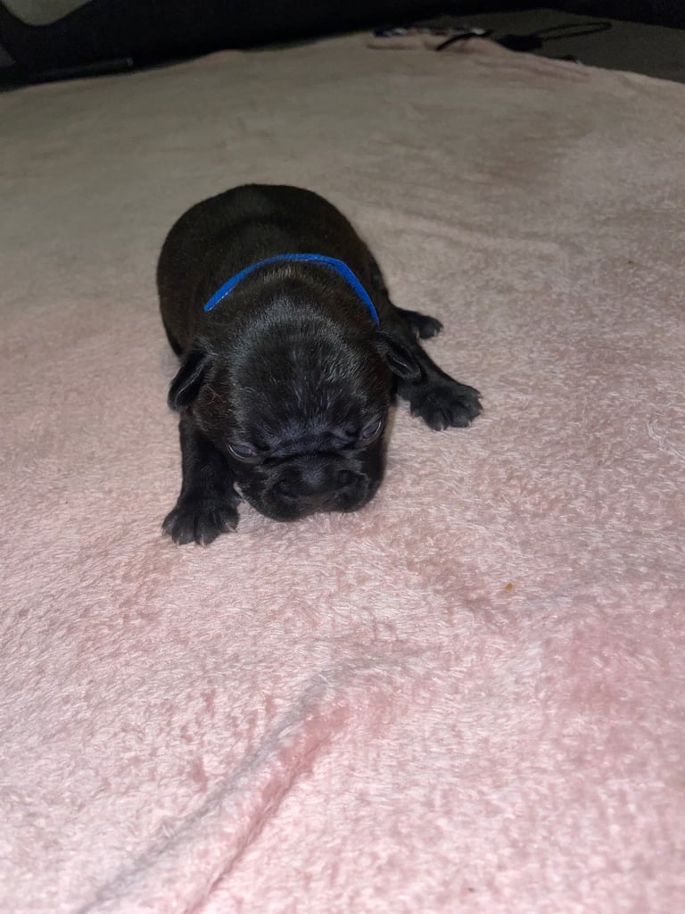 French bulldog puppies