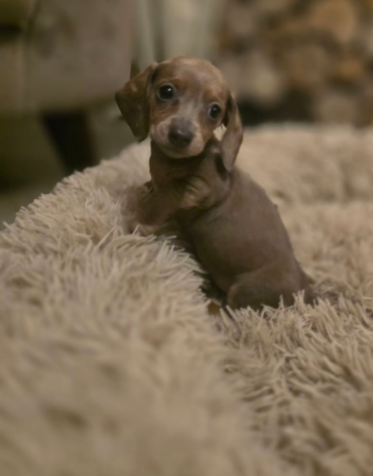 Daschund puppies
