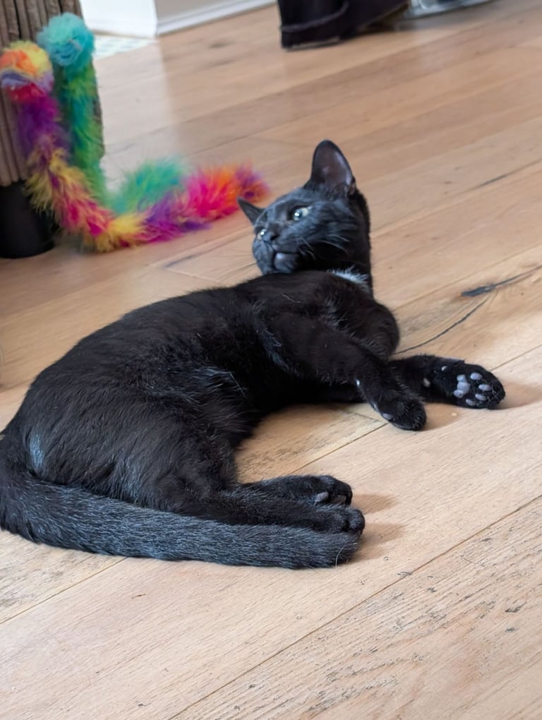 8 months kittens forever home