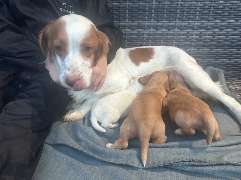 Cocker spaniel puppies 