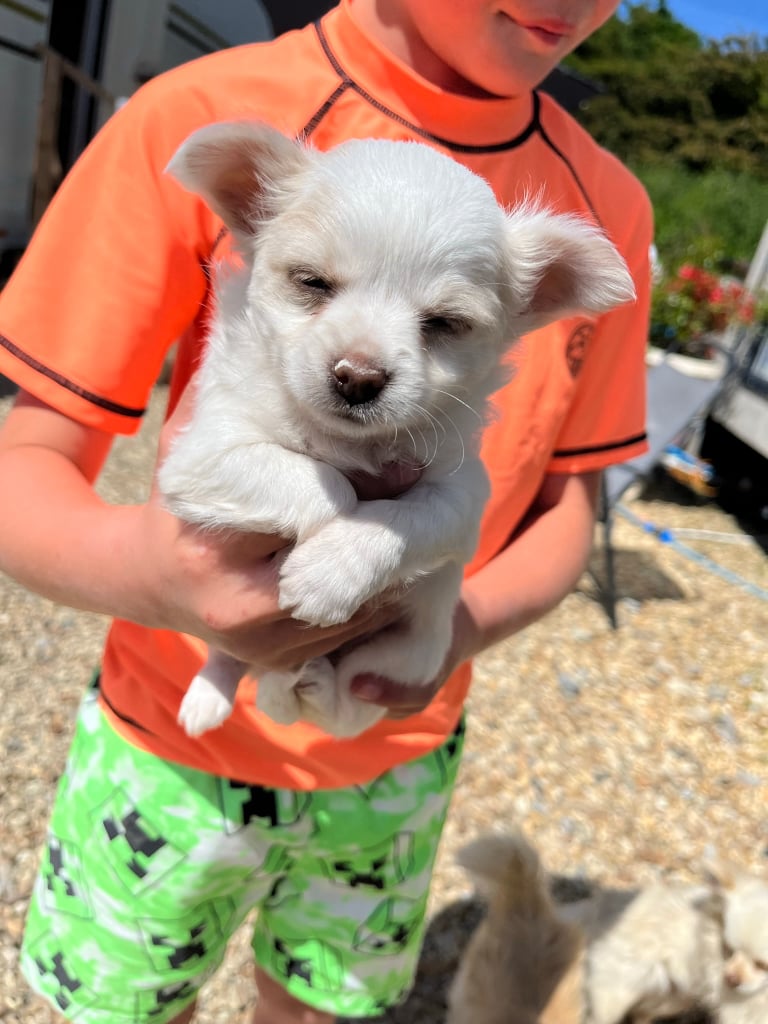 X2 boy chihuahua puppies for sale 