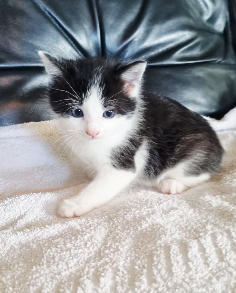 image for Kittens available to reserve 