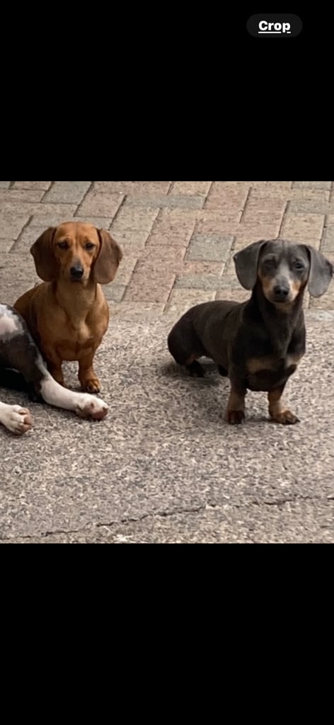 Genuine miniature dachshunds 