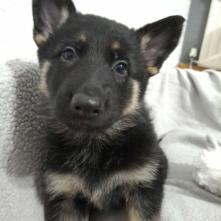 *Ready Now* German Shepherd Pups