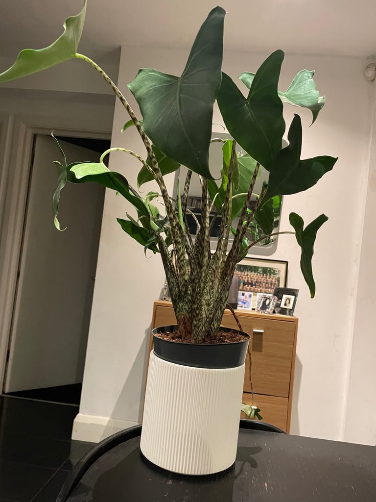 Alocasia ‘Siberian tiger’ plant (real)