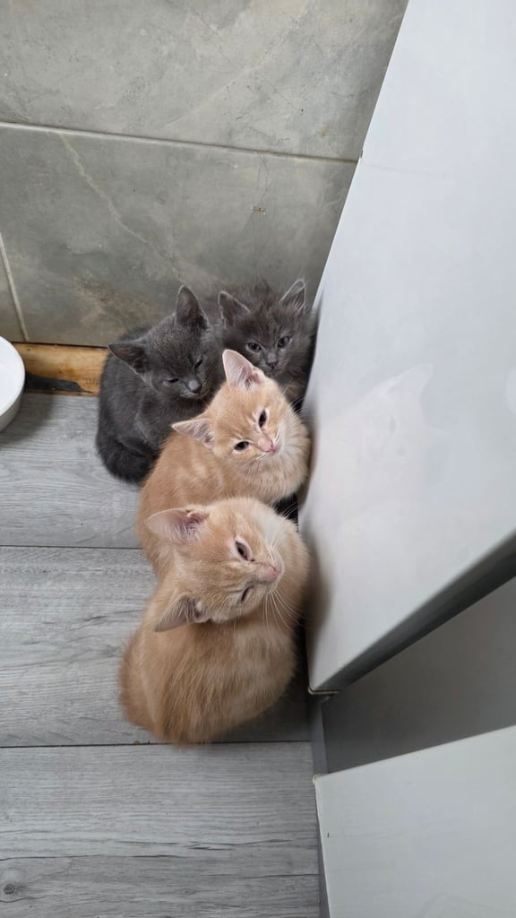 4 half ragdoll kittens - 2 grey fluffy female 2 ginger male