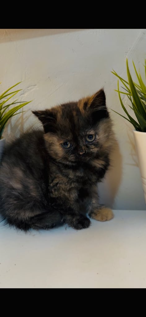 2 female cats and 1 male British shorthair and 1 kitten persian cross British shorthair