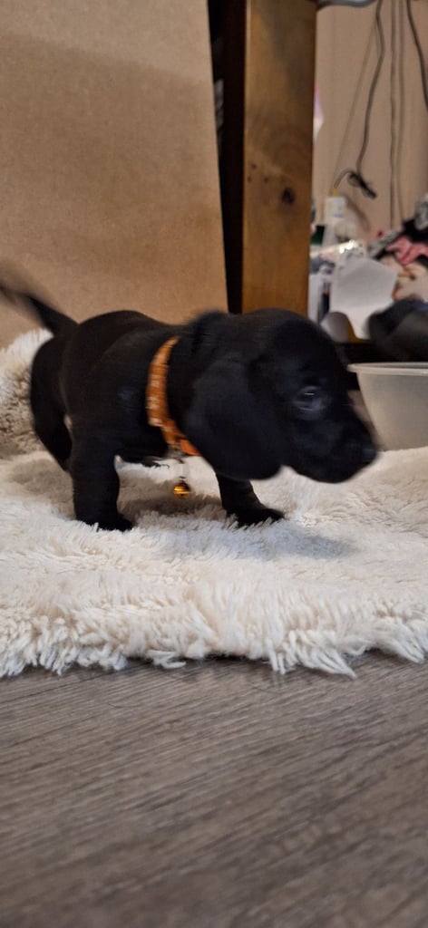 Miniature dachshund's READY TO GO