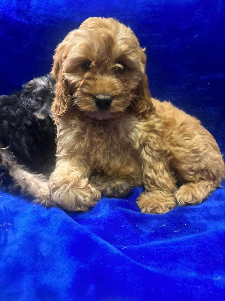 Cockapoo puppy's 