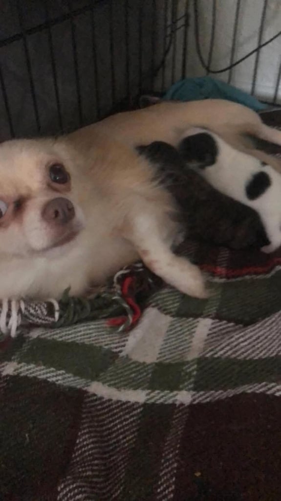 Chihuahua puppies