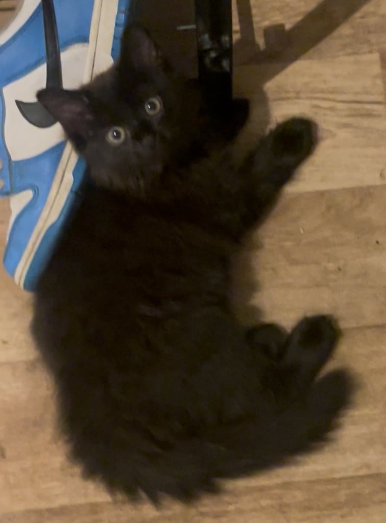 image for playful British long haired kittens x Russian blues