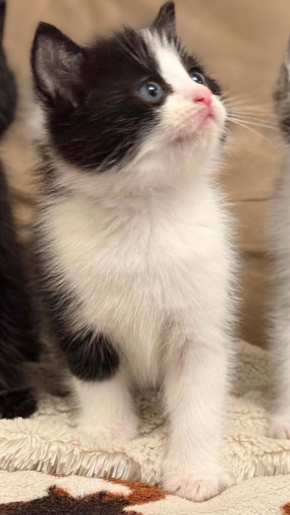 kittens