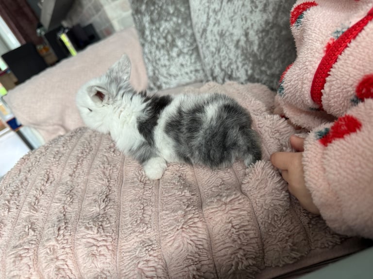 Mini lop babies 