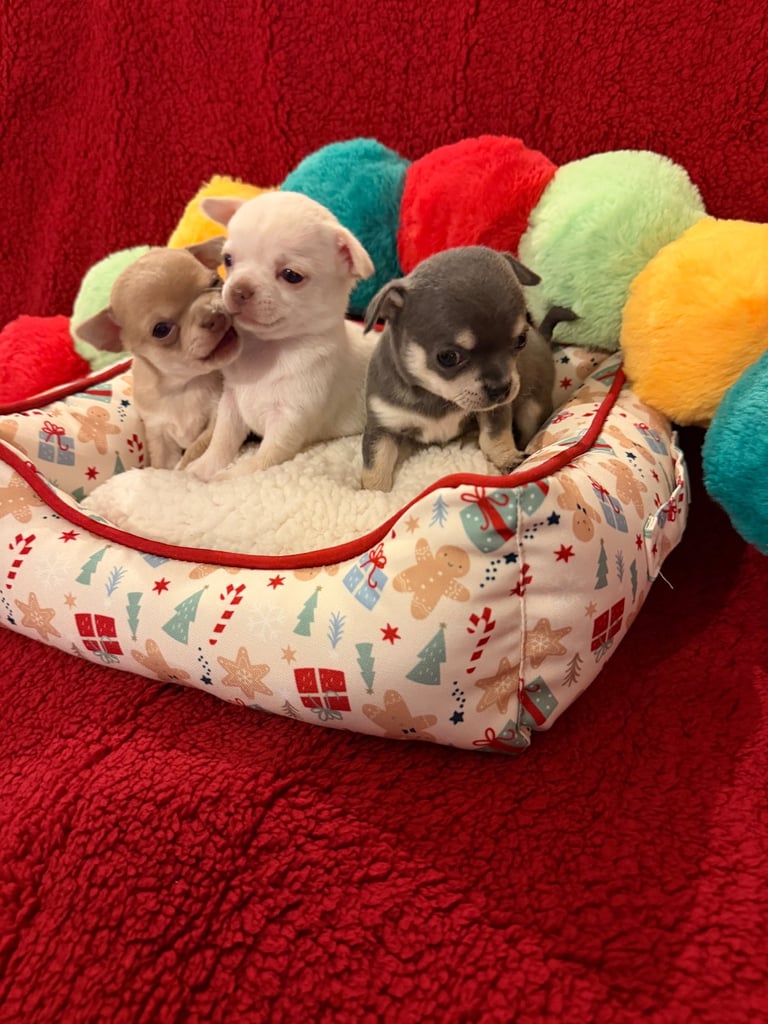 Tiny apple head chihuahuas