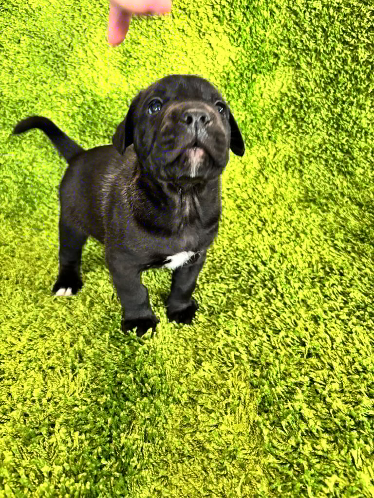 Puppies Boerboel X Mastiff Puppies