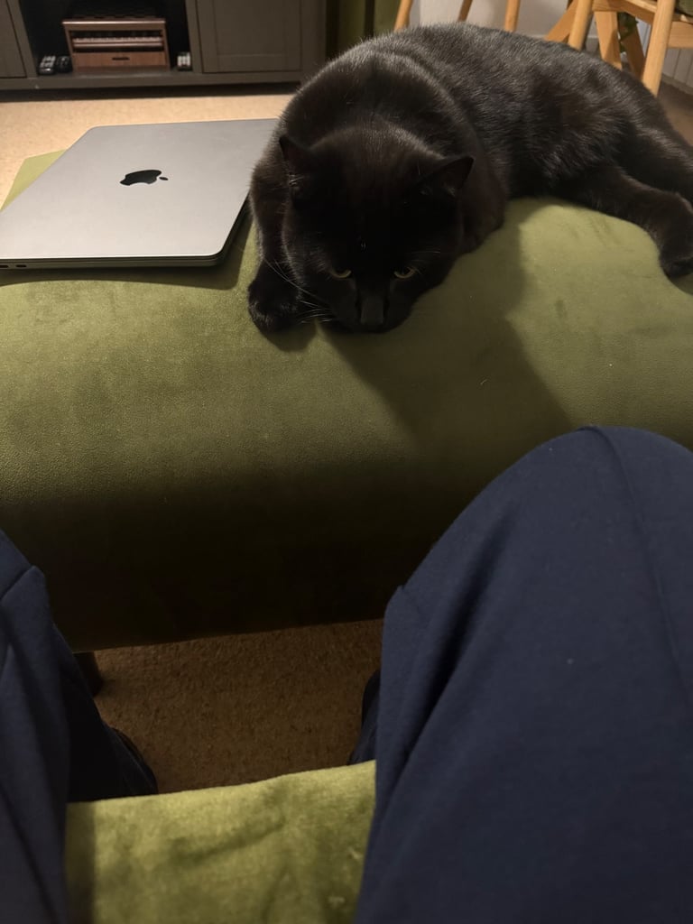 Bombay Cat
