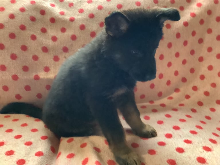 Stunning german Shepard puppies . Ready to leave now. 