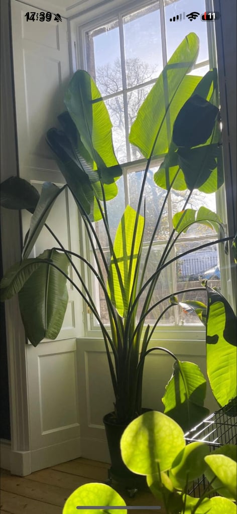 image for Strelitzia Nicolai