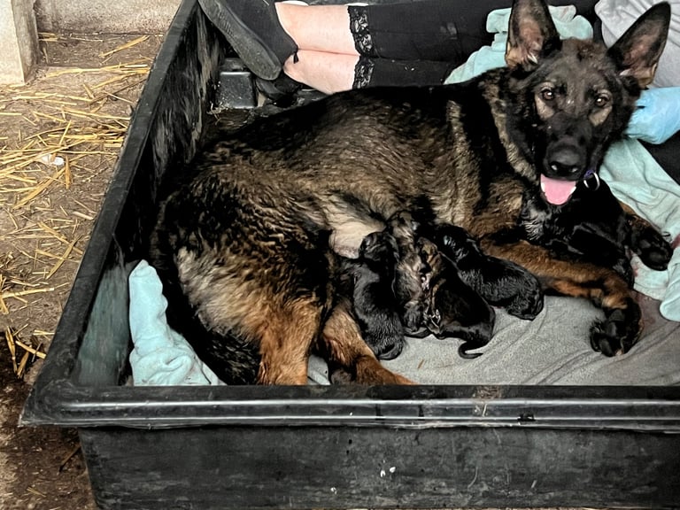 image for Beautiful Czech working line German shepherds 