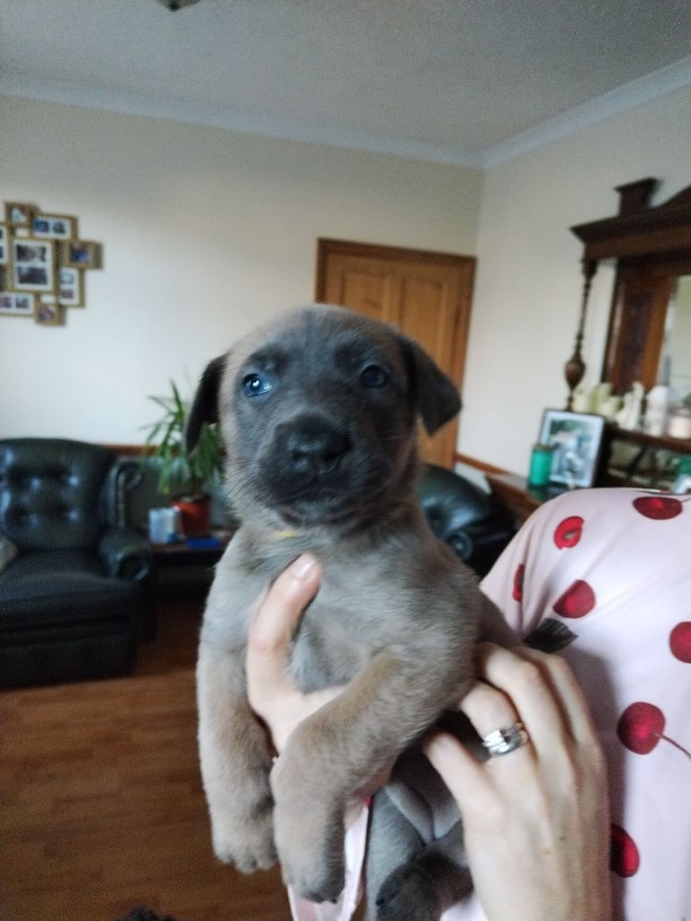 Belgian Malinois Puppies