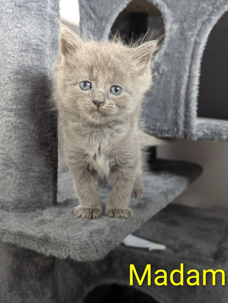 6 Beautiful Kittens - ONE AVAILABLE 
