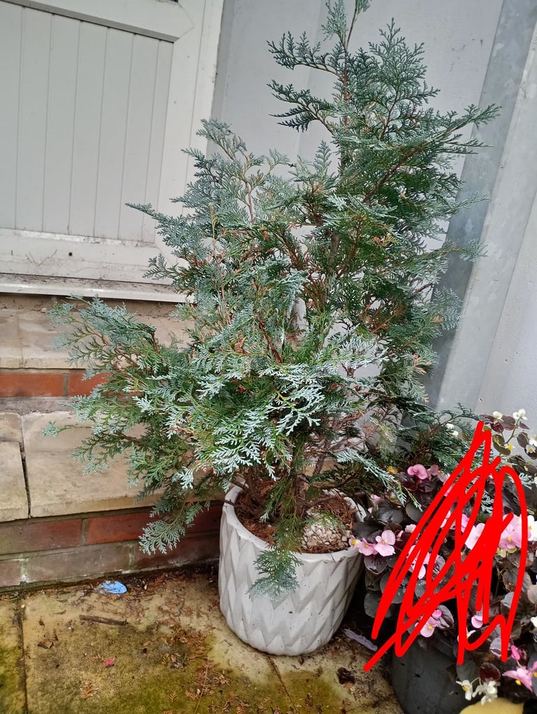 image for 110 cm plant 
