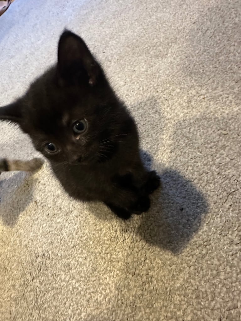 Beautiful Black Tabby 