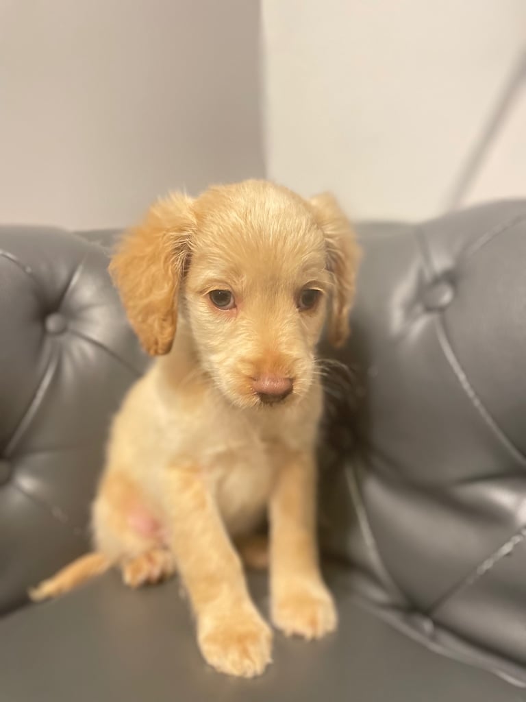 Cocker spaniel puppy cross Cockapoo 