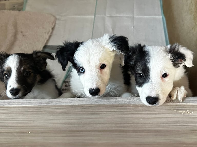 Puppies for sale collie in Scotland | Dogs & Puppies for Sale - Gumtree