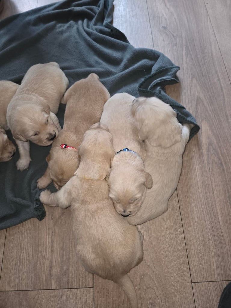 Golden retriever puppies 