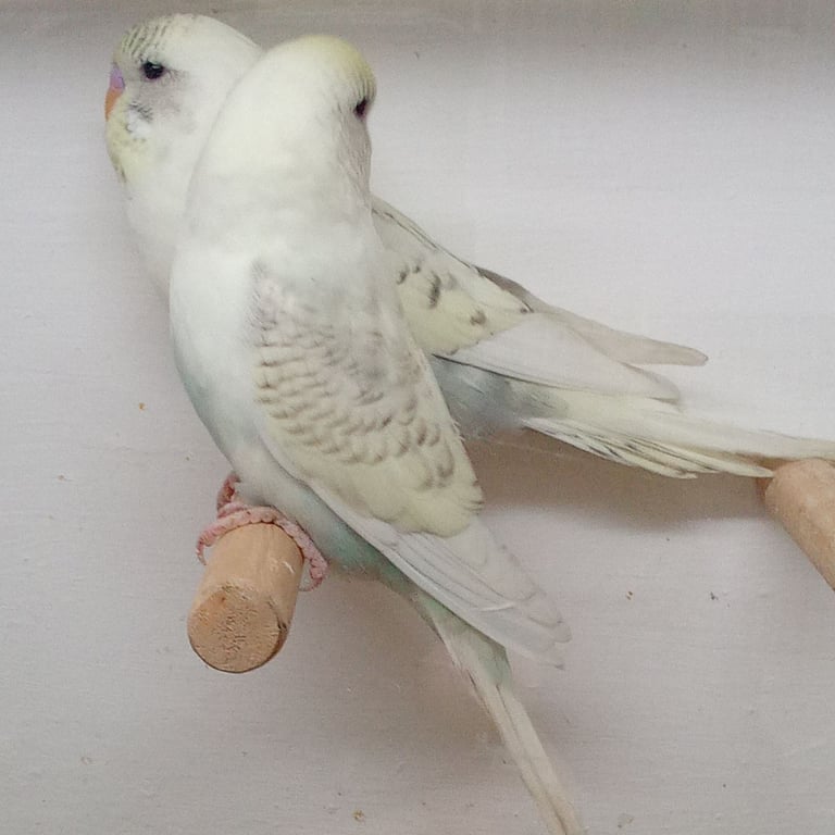 Nice young budgies for sale 