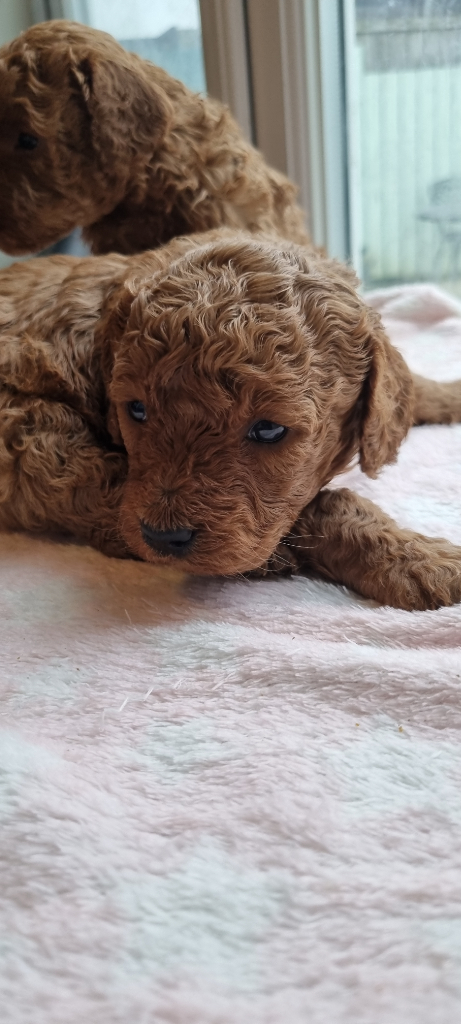 Miniature poodles sales for sale gumtree
