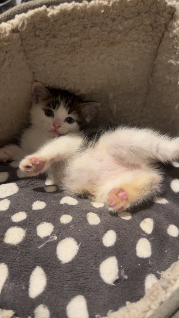 Adorable 8-Week-Old Male Tabby Kitten – Ready for His New Home 🐾