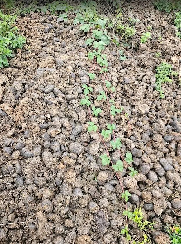 Horse organic aged manure for sale £5 per 50 liters bag