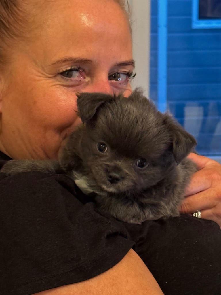 Beautiful Teddy Bear chihuahua looking for his forever home 