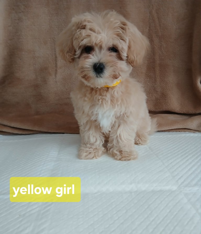 Stunning maltipoo pups 