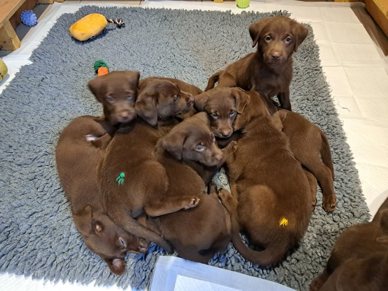 KC registered chocolate labradors 